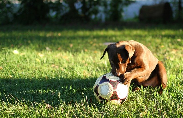 puppy soccer ball